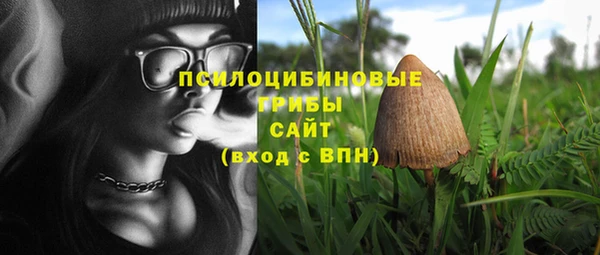 амф Тайга